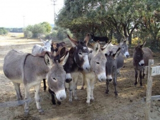  Los burros de la granja Dolmen 
